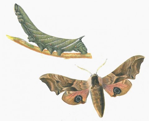 smerinthus-ocellatus.jpg